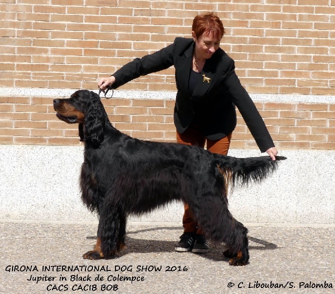 Colempce - GERONE INTERNATIONAL DOG SHOW 2016